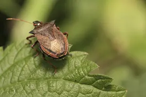 Impressions de Un scarabée boulet sur la feuille Coléoptères Des Feuilles Impressions: Un scarabée de défense sur la feuille.