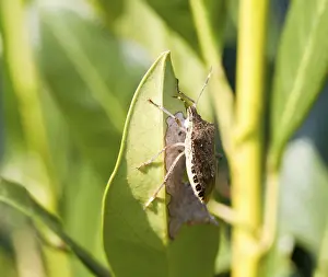 True Bug Wildlife Photography Impressions: Shield bug on the leaf of a bush