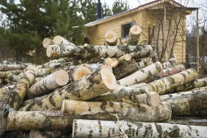 Rural Countryside Scene Impressions: A shoot of stack of birch logs