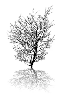 White Background Illustration Impressions: Silhouette of a leafless tree and shadow