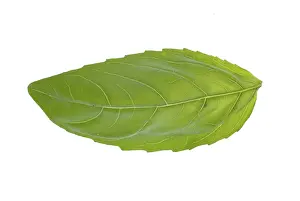 Fresh Herb Photography Impressions: Single basil leaf