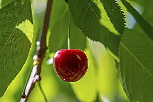 Cherry Tree Impressions: A single cherry on a cherry tree