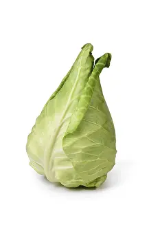 White Cabbage Impressions: Single pointed cabbage vegetable on white background