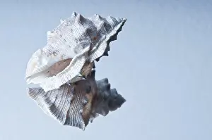 Soft Lighting Photography Impressions: Single seashell reflected on a glossy surface with soft lighting
