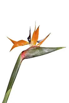 Indoor Plant Photography Impressions: Single Strelitzia