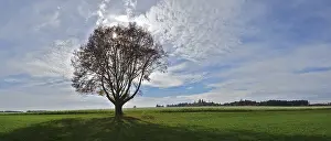 Atmospheric Photography Impressions: Single tree against the light