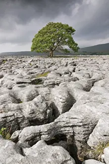 North Yorkshire Scenery Impressions: Single tree in limestone landscape