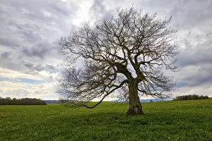 Overcast Sky Image Impressions: Single tree in a meadow with clouds