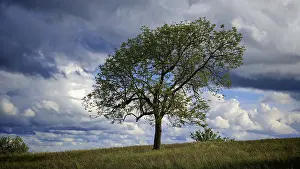 Cloudy Weather Forecast Impressions: Single tree in a meadow under dramatic sky with clouds