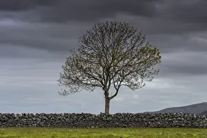 Cloudy Atmosphere Pictures Impressions: Single tree with a stone wall and a dramatic sky