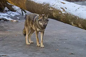 Gray Wolf In Winter Impressions: A single wolf standing next to a fallen tree trunk on a patch of ice