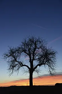 Agricultural Landscapes Impressions: Sky, cloud, evening, clouds, tree