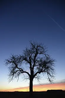 Evening Light Atmosphere Impressions: Sky, cloud, evening, clouds, tree