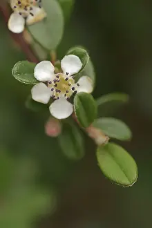 Impressions de Le cotinga à feuilles petites (Cotoneaster microphyllus), fleur, plante ornementale, originaire d'Asie Cotingas Impressions: Cotinga à feuilles petites (Cotoneaster microphyllus)