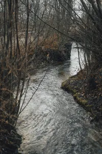 Serene Water Body Impressions: A small stream flows between bare trees