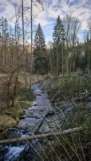 Bare Trees Germany Impressions: A small stream flows through the wintry forest