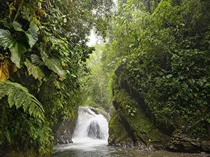 Waterfall In The Woods Impressions: Small waterfall in the cloud forest