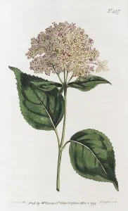 Hydrangeaceae Inflorescence Impressions: Smooth Hydrangea or (Hydrangea arborescens)