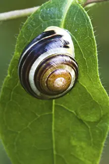 Leaf Detail View Impressions: Snail on leaf