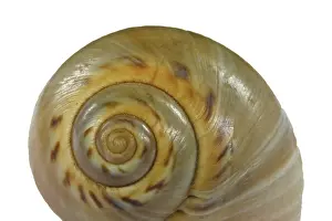 Snail Shell Impressions: Snail shell