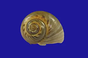 Snail Shell Impressions: Snail shell