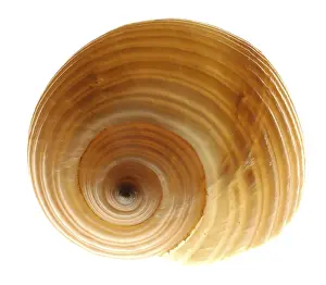 Conque Impressions: Snail-shell
