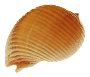 Conque Impressions: Snail-shell