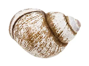 Escargots Impressions: Coquille d'escargot sur fond blanc.