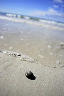 Close Up Snail Shell Impressions: Snailshell on the beach