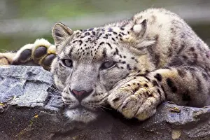 Wildlife Photography Animal Impressions: Snow Leopard In Captivity