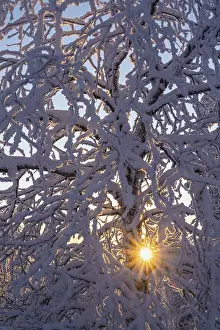 Scandinavian Winter Scene Impressions: Snowy birch tree against light