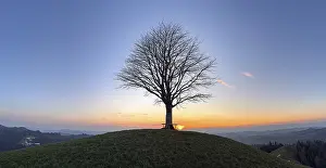 Hilly European Countryside Impressions: Solitaire lime tree on Drumlin