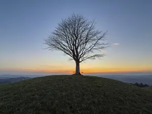 Impressions de Arbre de citron solitaire sur Drumlin, coucher du soleil, Vorder Arni, Sumiswald, Emmental, Berne, Suisse Berne Impressions: Arbre de citron solitaire sur Drumlin.