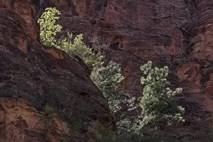 Outdoor Travel Photography Impressions: Sparse vegetation on red sandstone cliffs
