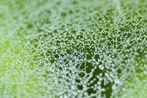 Dew Drop Impressions: Spider web
