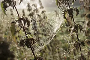 Spider Web Close Up Impressions: Spider web, threads, construction
