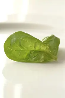 Raw Food Photography Impressions: Spinach