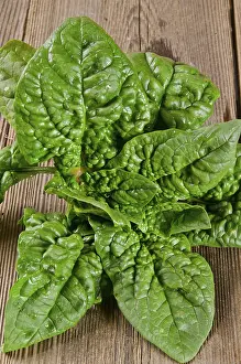 Boston Lettuce Salad Impressions: Spinach