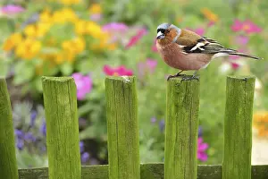 Oscine Bird Photography Impressions: Spring 309