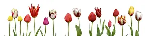 Spring Flowering Plants Impressions: Spring