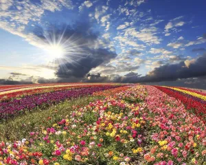 Agricultural Landscapes Impressions: Spring cloud illuminated by the sunset