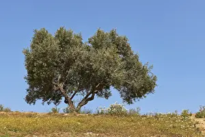 Spring In Crete Impressions: Spring in Crete, Spring meadows