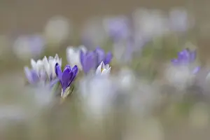 Early Flowering Plant Impressions: Spring crocus (Crocus albiflorus)