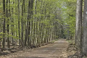 Beech Forest Scenery Impressions: Spring forest, forest, path, forest path