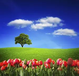 Spring Landscape Photography Impressions: Spring landscape