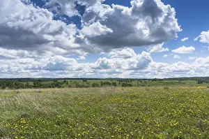 Springtime Blooms Impressions: Spring meadow with clouds floating over it