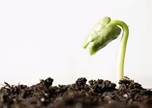 Springtime Plant Life Impressions: Spring ! - Sapling on soil full of nutrients
