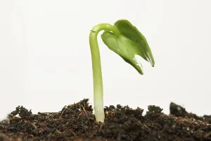 Planting Season Impressions: Spring ! - Sapling on soil full of nutrients