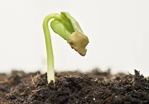 Studio Shot Of Trees Impressions: Spring ! - Sapling on soil full of nutrients