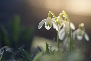 Early Spring Flowering Plant Impressions: Spring snowdrop macro with backlight